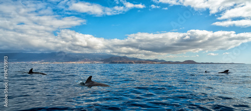 Sea panorama landscape with the short-finned pilot whales