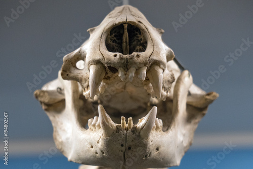 sea lion skull