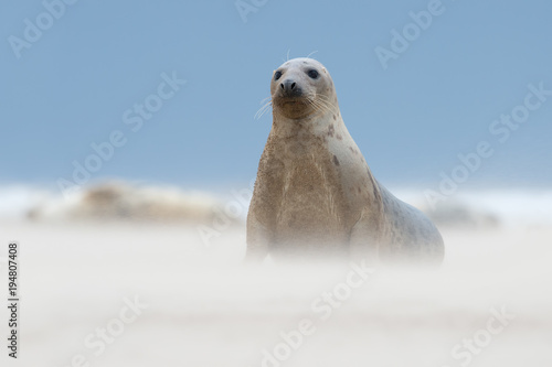 Atlantic Grey Seal (Halichoerus grypus)/Female Atlantic Grey Seal on sandy beach