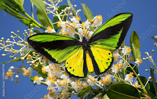 Butterfly Goliath birdwing or Ornithoptera goliath on the blossoming Alexandria laurel or Calophyllum inophyllum with the blue sky as the background