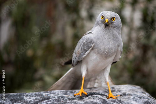 portrait of a northern harrier ( Circus Cyaneus )