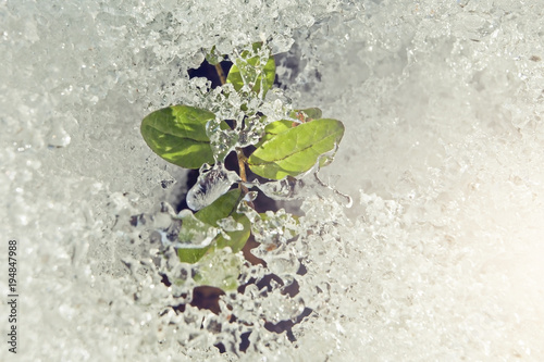 a small sprout with green leaves breaks through the snow, in early spring,