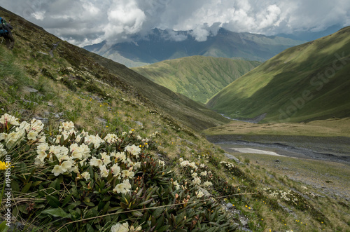 Blooming rhododendron in the foreground. Epic dark stromy clouds on the background. Hill covered with green grass. Overcast summer day in Caucasus mountains in Georgia (Hevsureti).