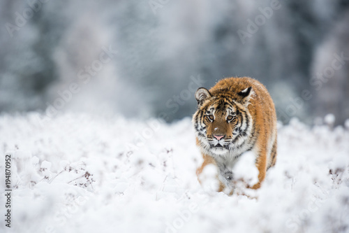 Young Siberian tiger silently walking in snow fields towards the camera