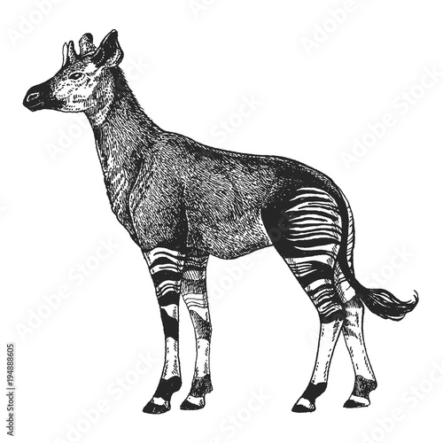 Zoo. African fauna. Okapi. Hand drawn illustration for tattoo design, emblem, badge, t-shirt print. Engraving of wild animal. Classic vintage style image.