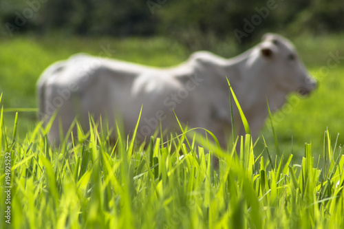 Herd of Nelore cattle grazing in a pasture