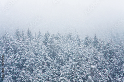 snowing in the winter forest