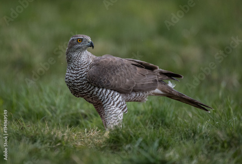 Jastrząb zwyczajny, jastrząb, jastrząb gołębiarz (Accipiter gentilis)