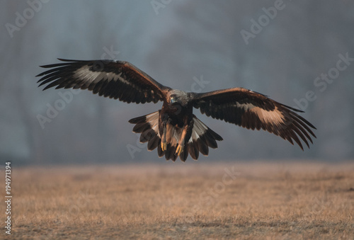 orzeł przedni - golden eagel - Aquila chrysaetos