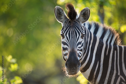 A horizontal, cropped, colour image of a zebra, Equus burchellii, facing the camera in back light in the Greater Kruger Transfrontier Park, South Africa.