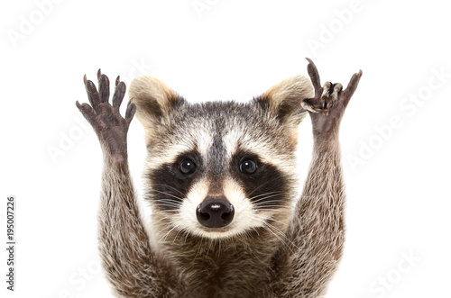 Portrait of a funny raccoon showing a rock gesture, isolated on white background