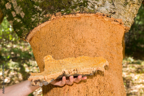 Hand holding Cork tree bark at tree trunk