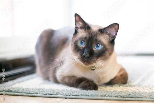 A purebred Siamese cat with seal point markings and blue eyes