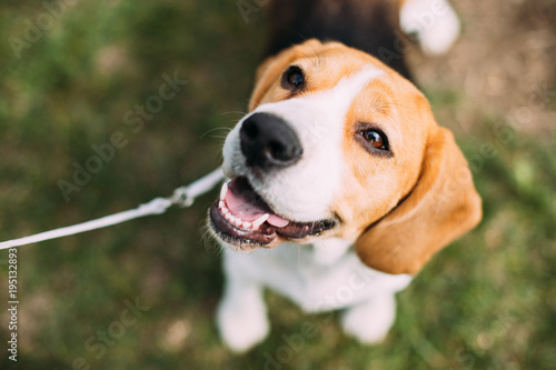 Beautiful Tricolor Puppy Of English Beagle Sitting On Green Grass