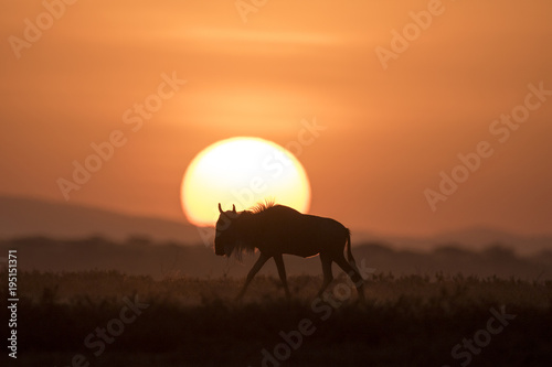 African landscape while in safari