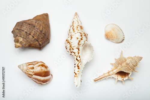 Set of exotic shells on a white background.