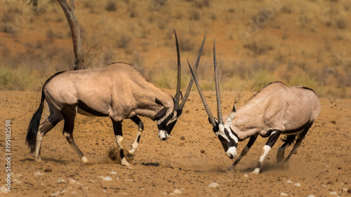 Two gemsbok bulls fighting in the red sand of the Kgalagadi Transfrontier Park in South Africa. Their long horns clashing.