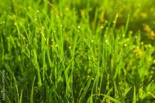 Green grass and drops of morning dew