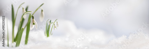Snowdrop flowers (Galanthus nivalis) growing out of the snow, panoramic banner format with large copy space on the right