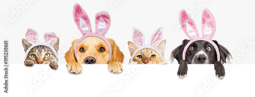 Easter Dogs and Cats Over Web Banner