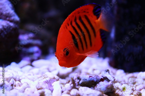 Flame Angelfish, one of the most beautiful dwarf angelfish