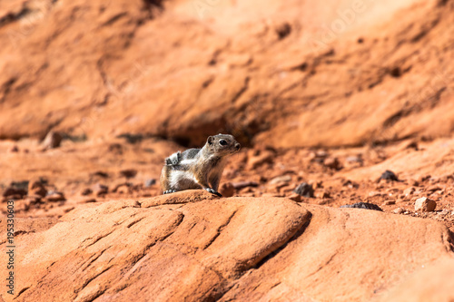 Chipmunk in Death Valley California