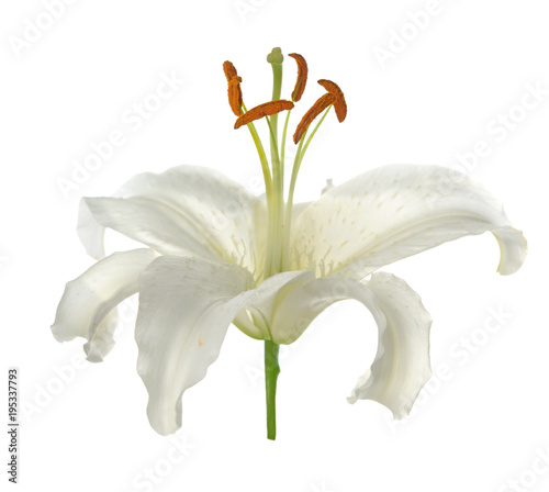 White lily flower isolated on white background