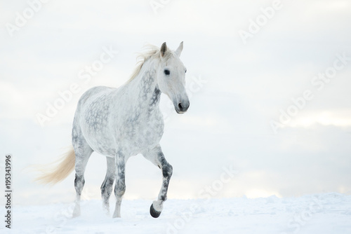 Dapple gray horse in winter