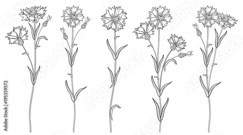 Vector set with outline Cornflower or Knapweed or Centaurea flowers bunch, bud and leaf in black isolated on white background. Ornate Cornflower in contour style for summer design and coloring book. 