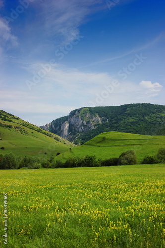 Rocky mountains background in Cheile Turzii Valley, Cluj county, Romania with yellow flowers field foreground