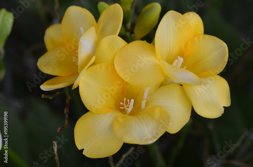 gelbe Freesien - Blüten, Nahaufnahme