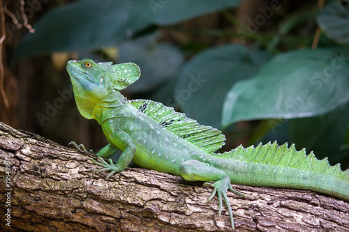 Green crested basilisk lizard - helmeted lizard