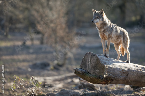 Grey Wolf Animal