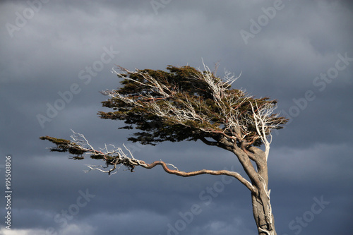 zdeformowane drzewo ukształtowane przez wiatr