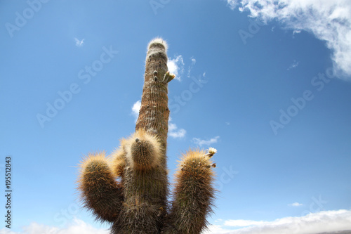 duże kaktusy na tle błękitnego nieba