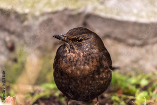 single blackbird walking on the ground, closeup, mały brązowy pojedynczy ptak, tło szay mur, kamień, zima, portret