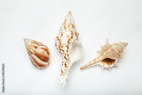 Three sea shells on a white background, concept of summer vacation.