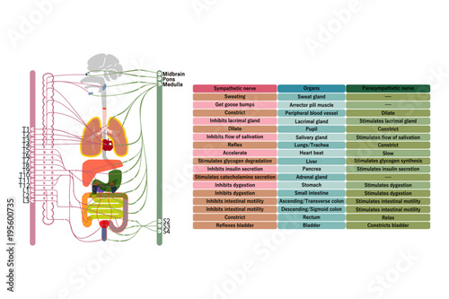 Autonomic nerve 6000x4000.ai