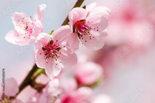 peach blossom flowers