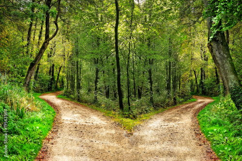 Wald mit Wegen in zwei Richtungen