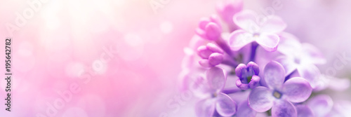 Lilac flowers spring blossom