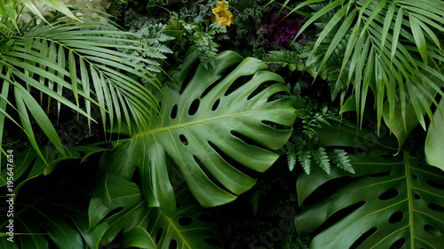 Zielone liście tropikalne Monstera, palmy, paproci i roślin ozdobnych tło tło