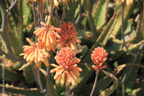 kwitnący aloes w kolorze pomarańczowym