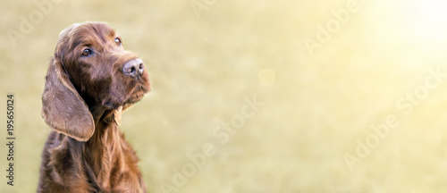 Web banner of a happy cute Irish Setter dog with blank, copy space