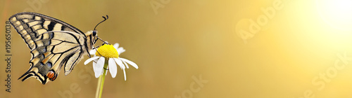 Beautiful butterfly sitting on a flower - web banner of spring, summer concept