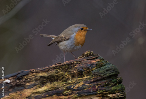 rudzik Erithacus rubecula robin