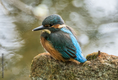 zimorodek - Alcedo atthis - kingfisher