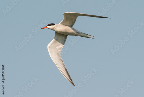 Common tern, Sterna hirundo, rybitwa rzeczna