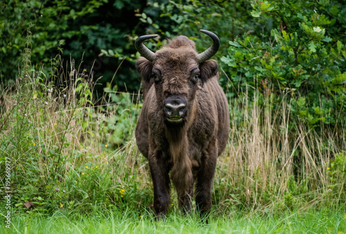Żubr - Bison bonasus - aurochs