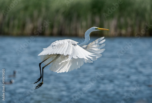 White heron, Ardea alba